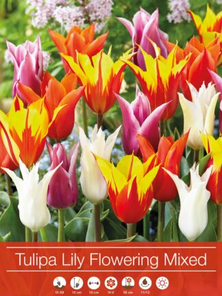 Tulipa Lily Flowering Mixed