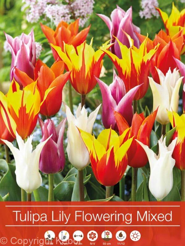 Tulipa Lily Flowering Mixed