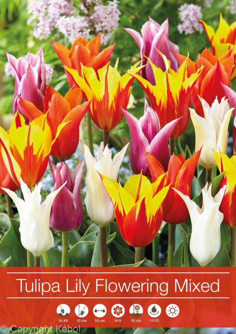 Tulipa Lily Flowering Mixed
