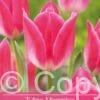 Tulipa Memphis