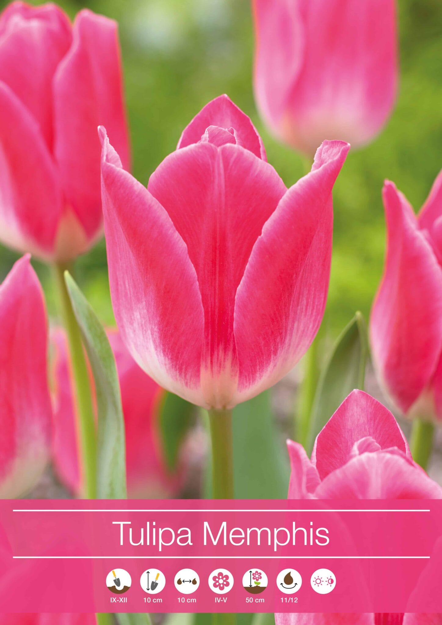 Tulipa Memphis