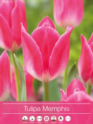 Tulipa Memphis