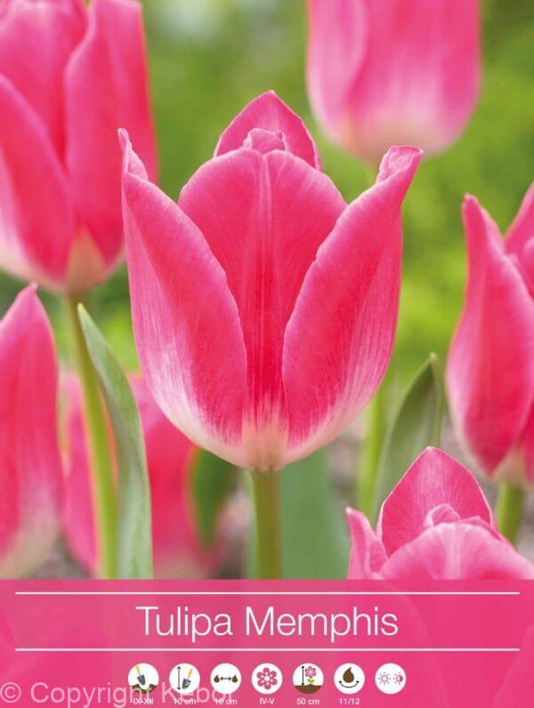 Tulipa Memphis