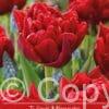 Tulipa Miranda