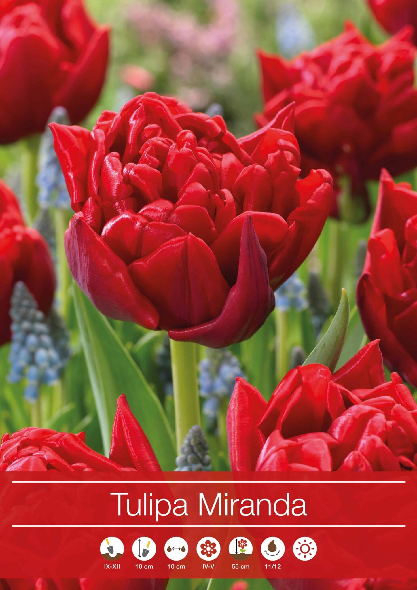 Tulipa Miranda