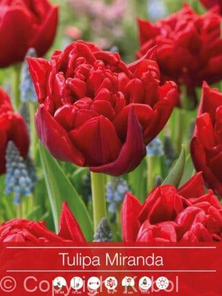 Tulipa Miranda