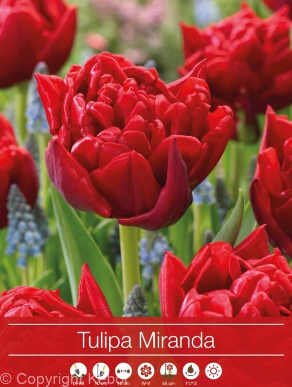 Tulipa Miranda