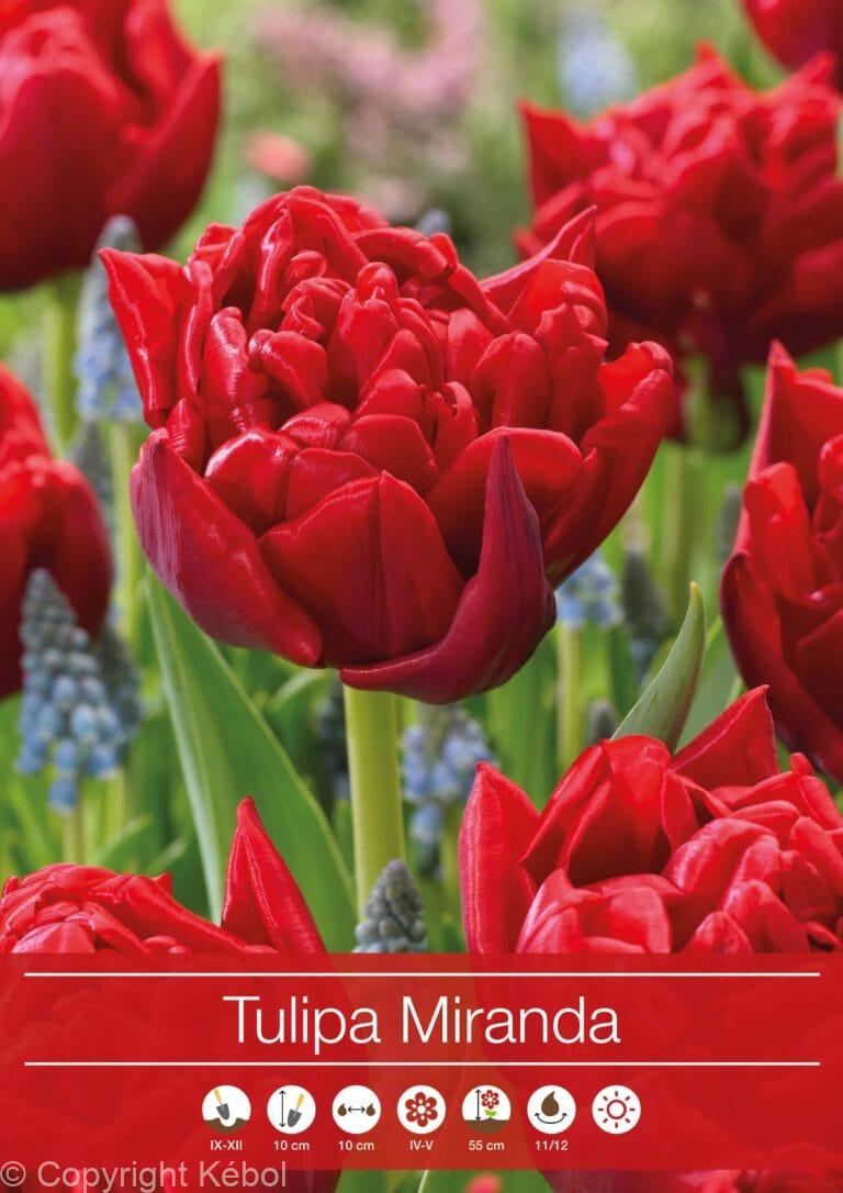 Tulipa Miranda