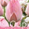 Tulipa Mystic van Eijk