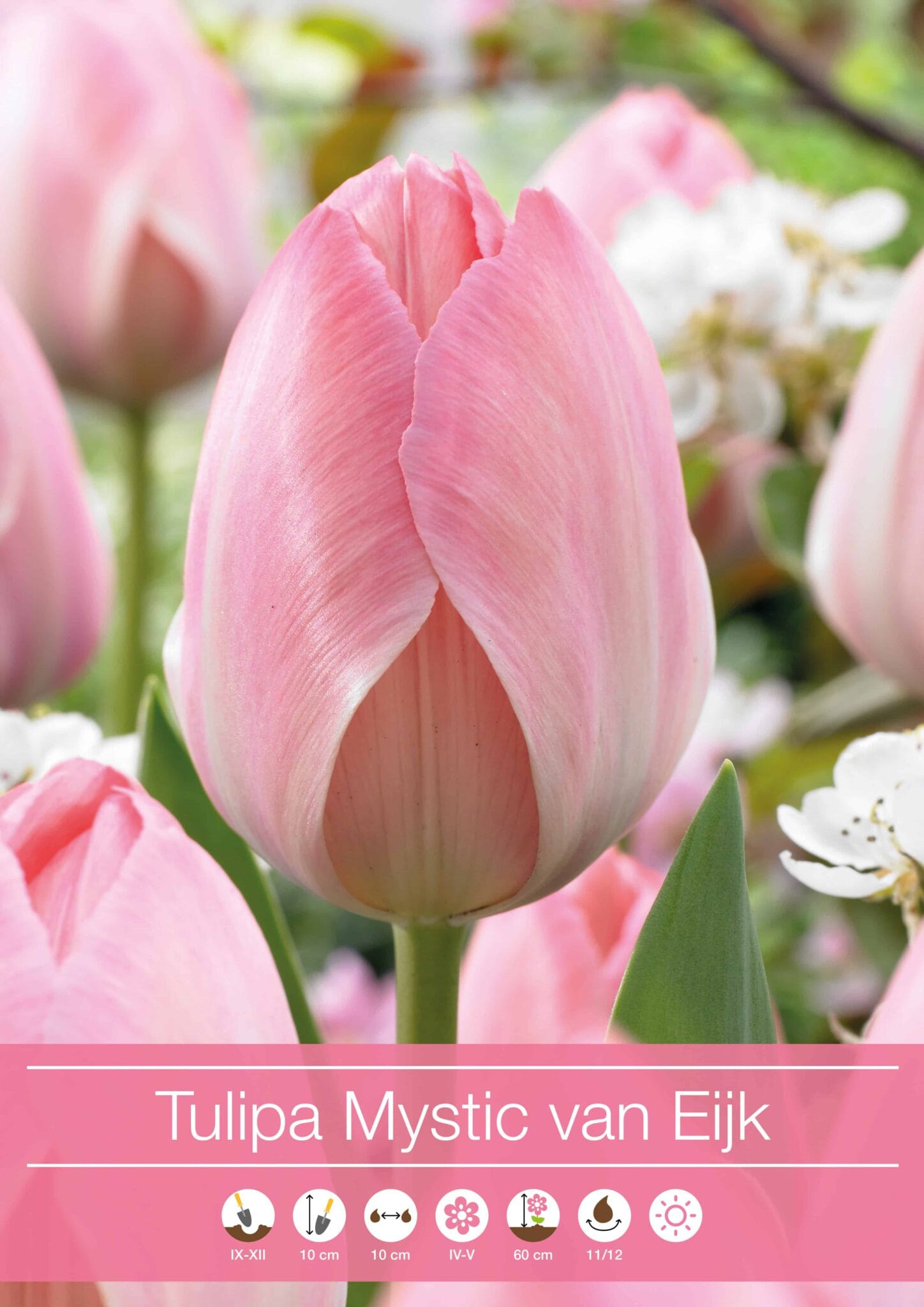 Tulipa Mystic van Eijk