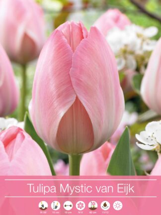 Tulipa Mystic van Eijk