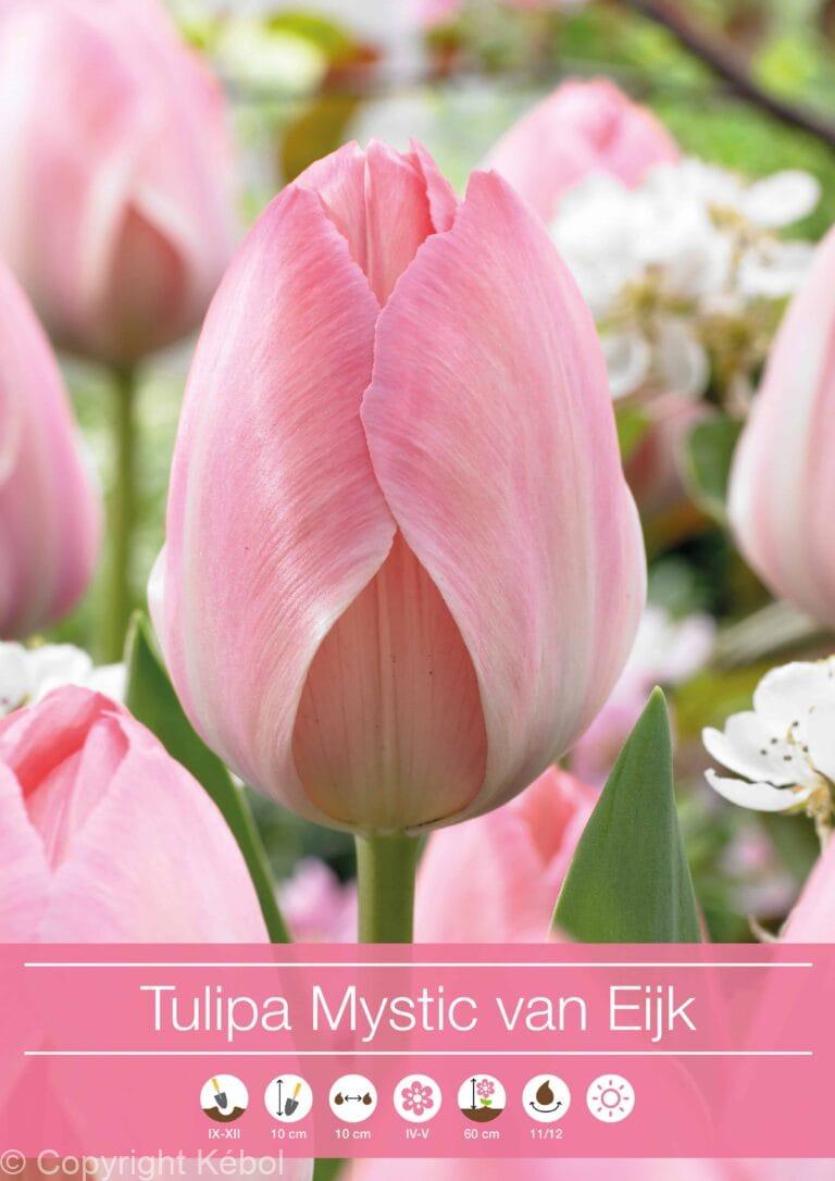 Tulipa Mystic van Eijk