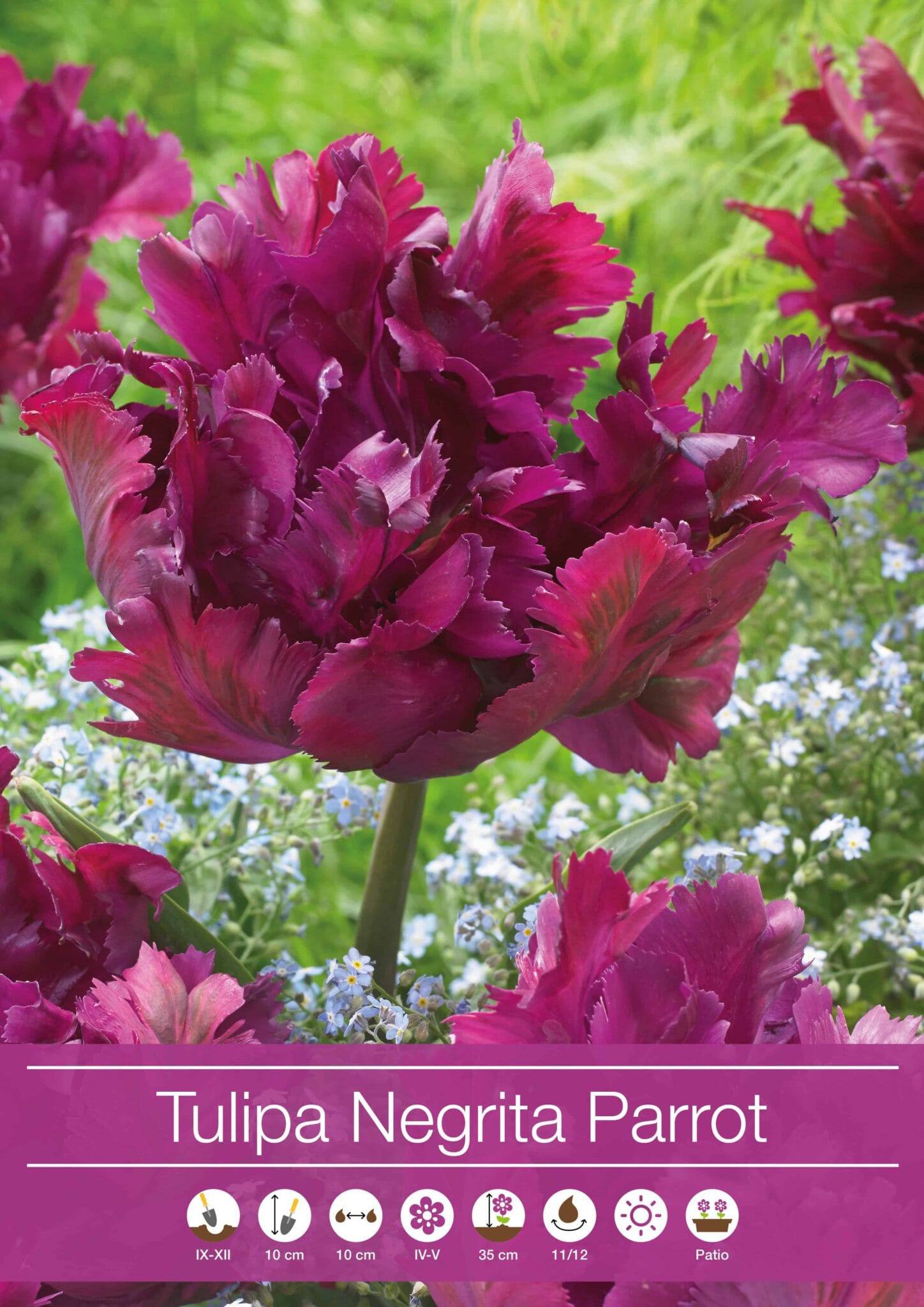 tulipa Negrita Parrot