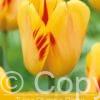 Tulipa Olympic Flame