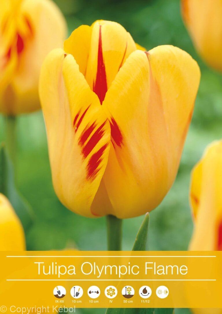 Tulipa Olympic Flame