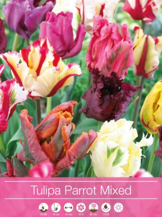 Tulipa Parrot Mixed