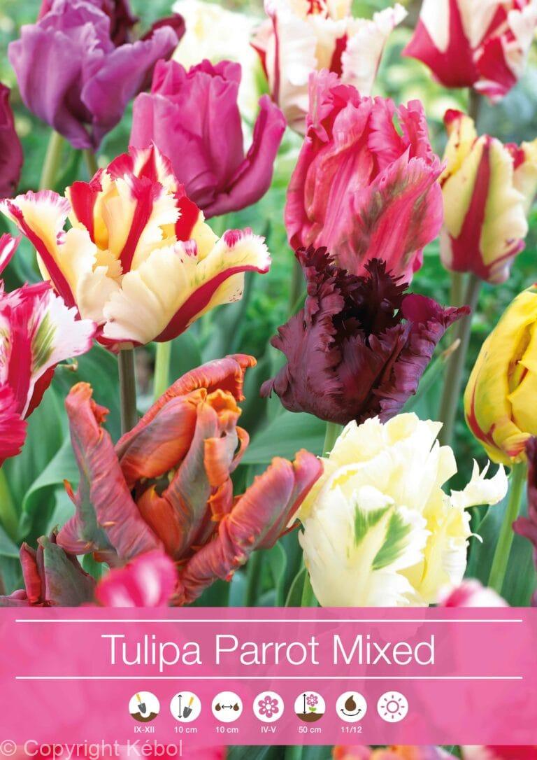 Tulipa Parrot Mixed
