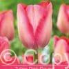 Tulipa Pink Sound