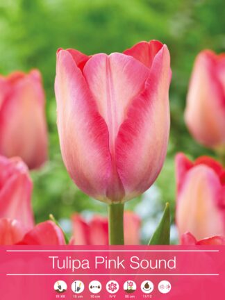 Tulipa Pink Sound