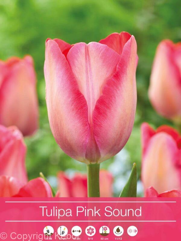 Tulipa Pink Sound