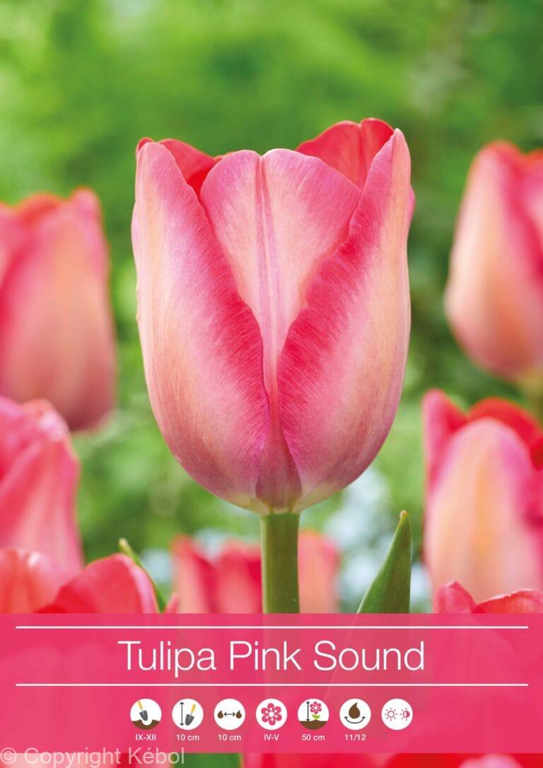 Tulipa Pink Sound