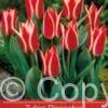 tulipa Pinocchio