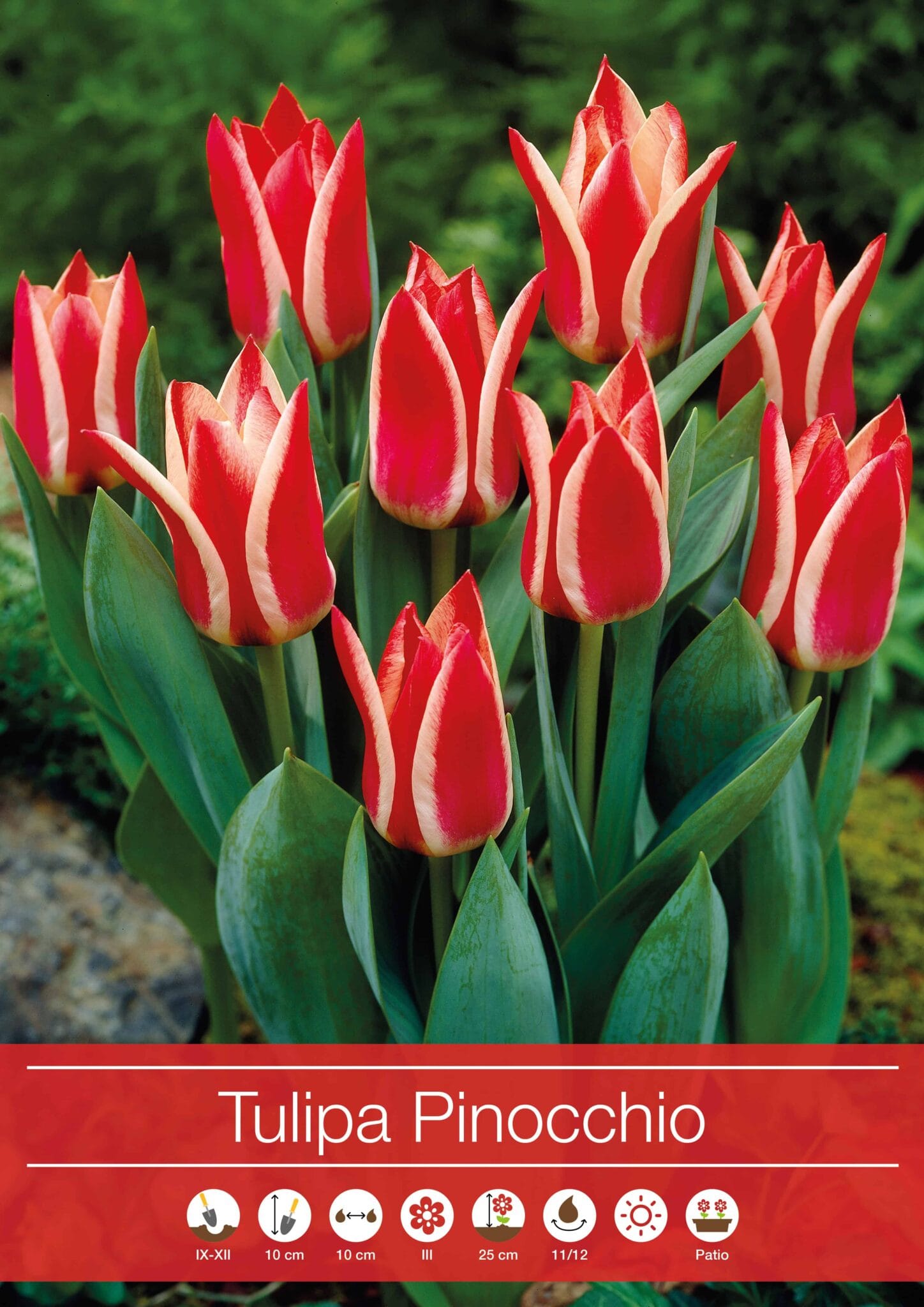 tulipa Pinocchio