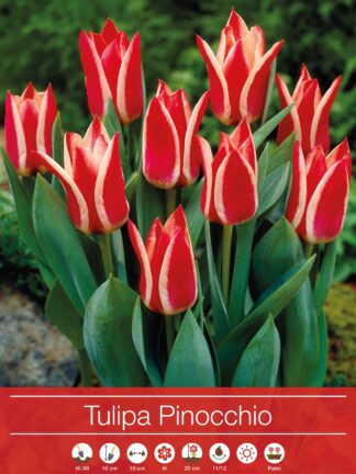 tulipa Pinocchio