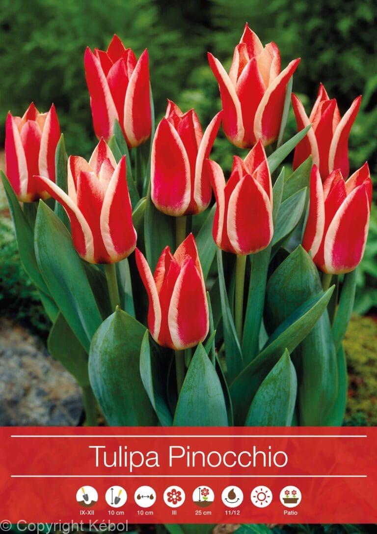 tulipa Pinocchio