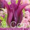 tulipa Purple Doll