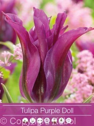 tulipa Purple Doll