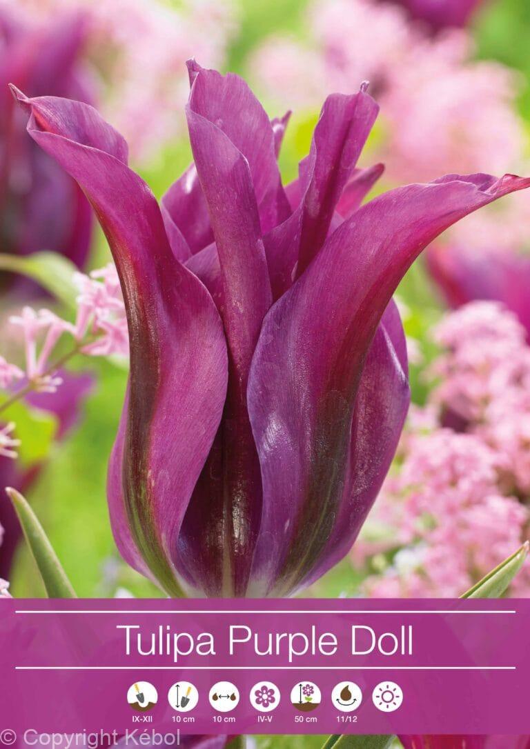 tulipa Purple Doll
