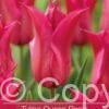 Tulipa Queen Rania