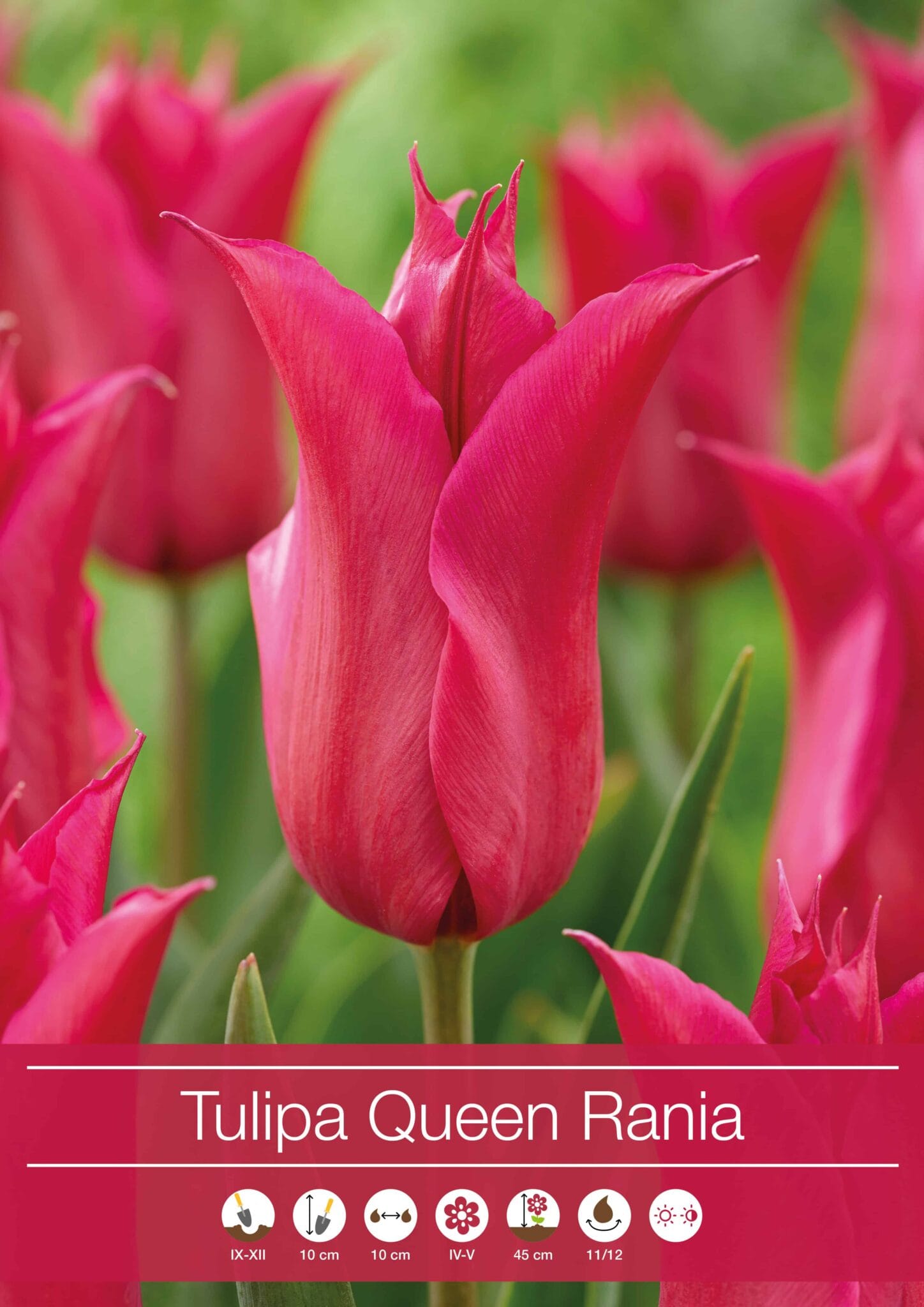 Tulipa Queen Rania