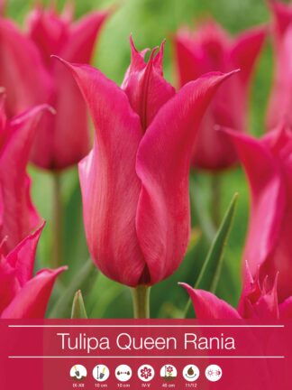 Tulipa Queen Rania