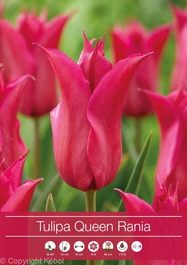 Tulipa Queen Rania