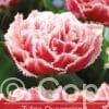 tulipa Queensland