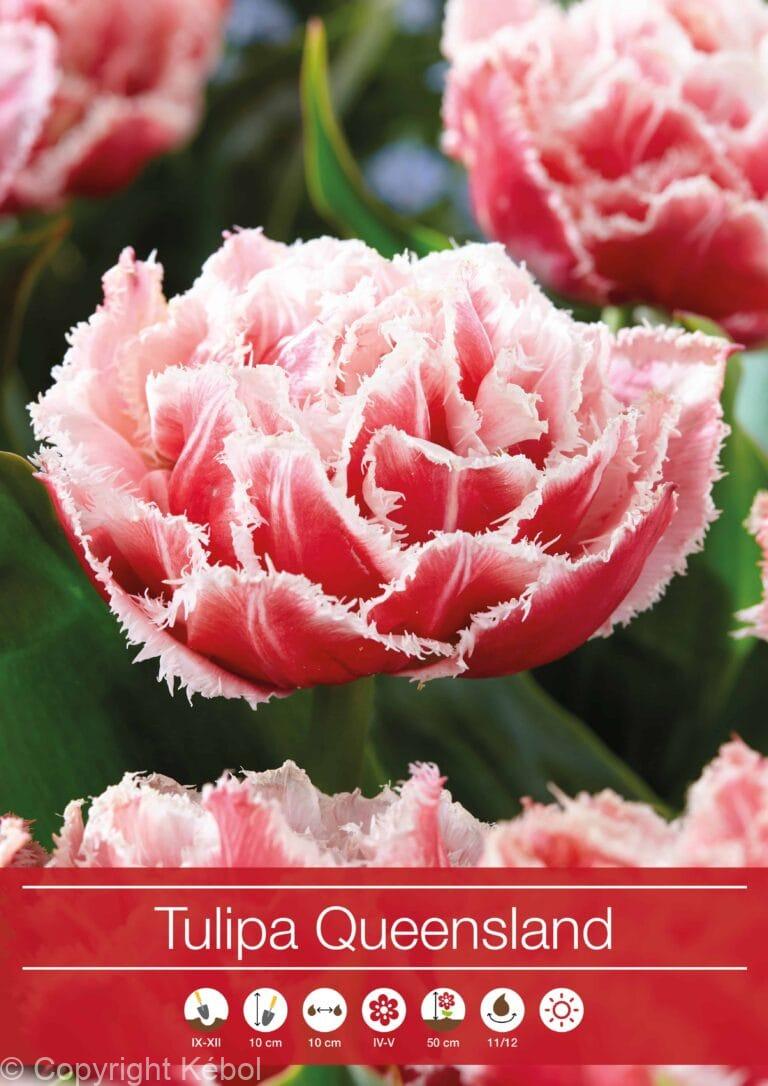 tulipa Queensland