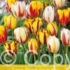 Tulipa Rembrandt Mixed
