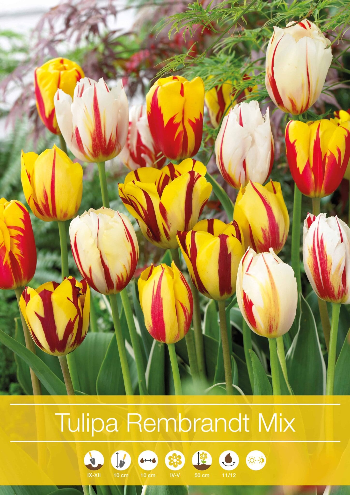Tulipa Rembrandt Mixed
