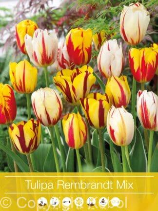 Tulipa Rembrandt Mixed