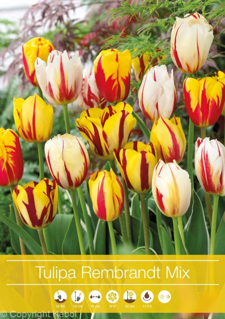 Tulipa Rembrandt Mixed