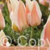 Tulipa Serano