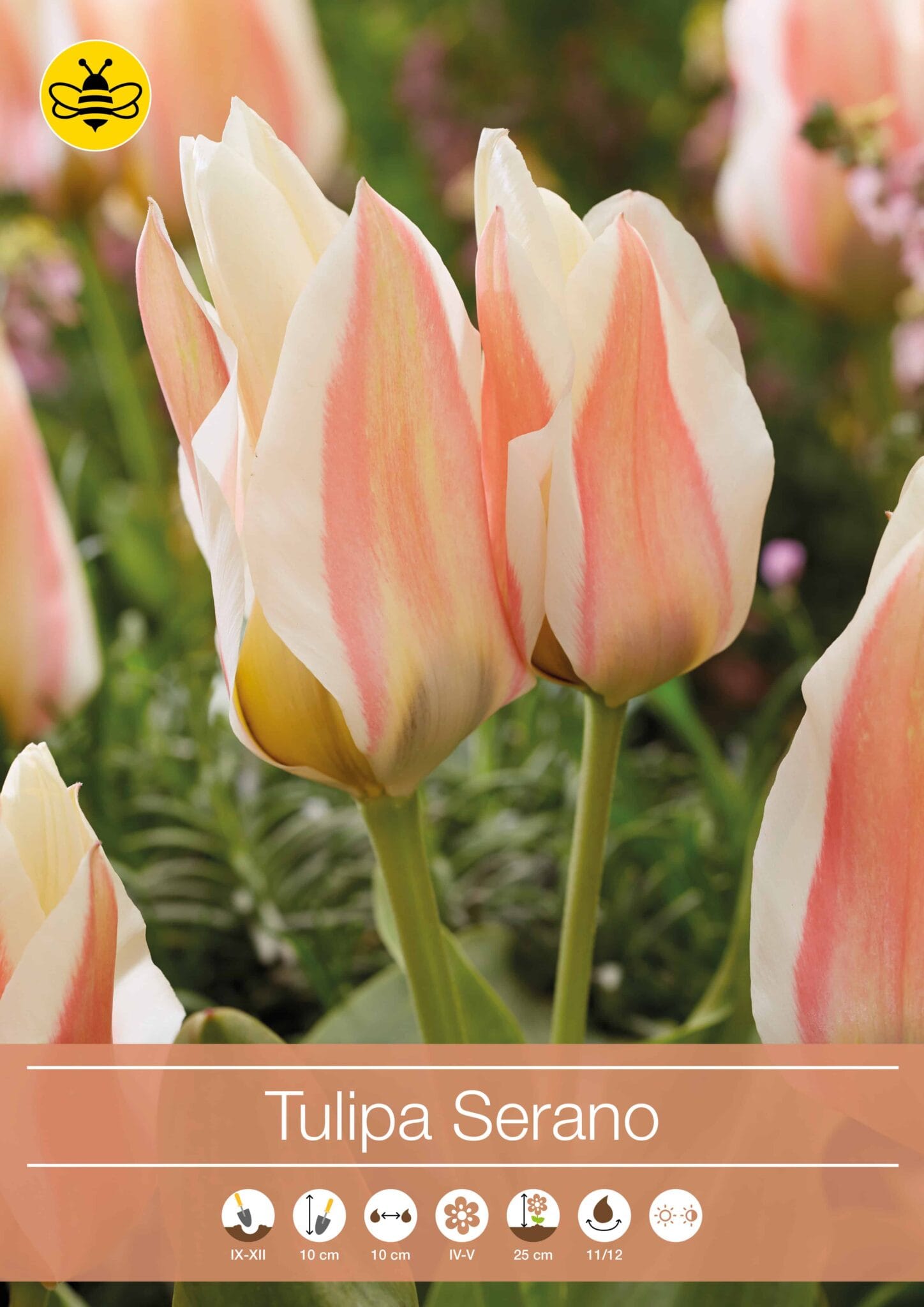 Tulipa Serano