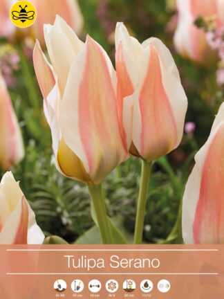 Tulipa Serano
