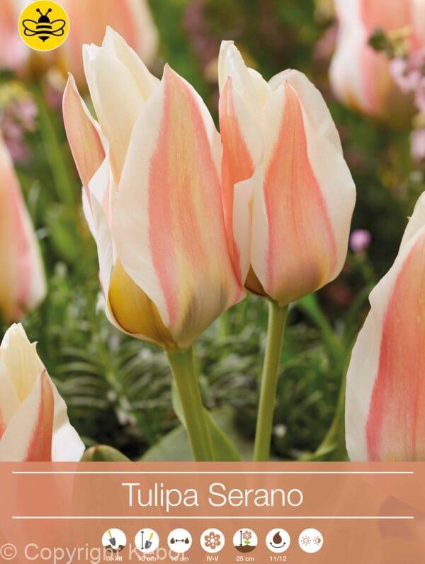 Tulipa Serano