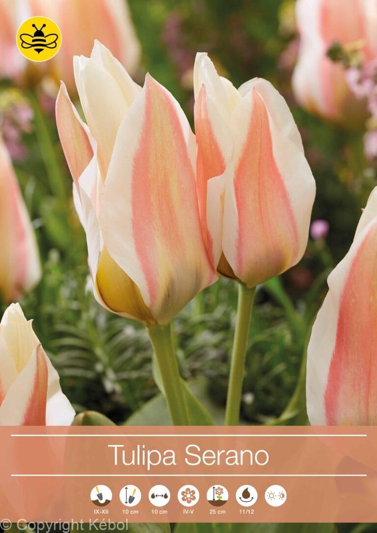 Tulipa Serano