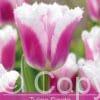 tulipa Siesta