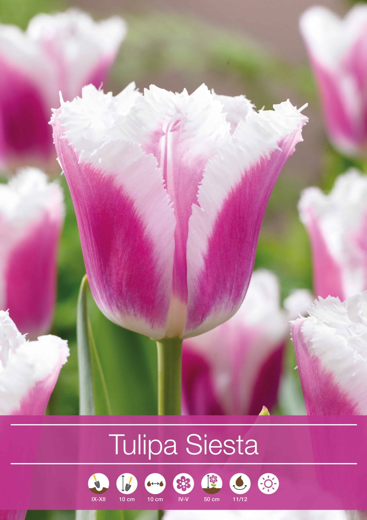 tulipa Siesta