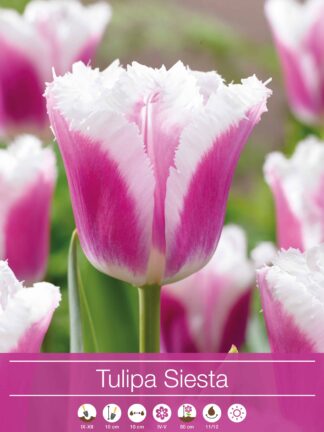 tulipa Siesta